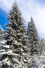 Winter landscape with fresh snow on the trees