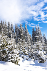 Winter landscape with fresh snow on the trees
