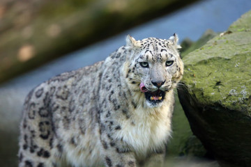 The snow leopard or ounce (Panthera uncia), portrait of the male.