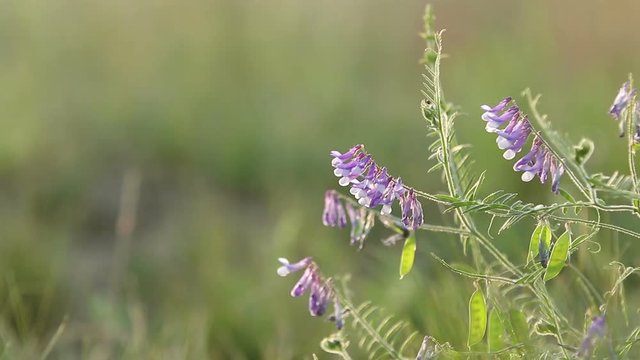 Vetch flowers close up in the field. Wild pea flowers blossom. Sunset backlight, dolly shot, shallow depth ot the field, 50 fps.