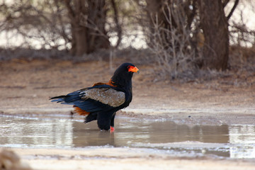 The bateleur (Terathopius ecaudatus) is watching surroundings during drinking from waterhole
