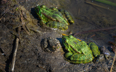 Green frog family