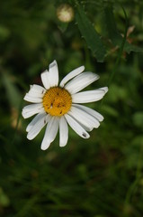 Fototapeta premium Home Garden Flowers