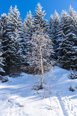 Winter landscape with fresh snow on the trees