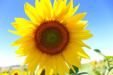 Sun and sunflower