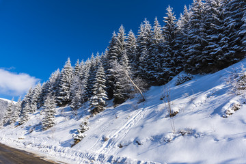 Fototapeta na wymiar amazing snow trtees