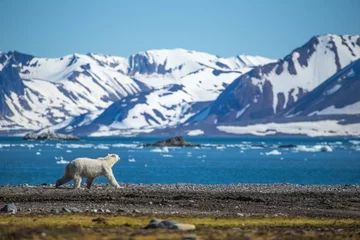 Abwaschbare Fototapete Eisbär Eisbär in Südspitzbergen.