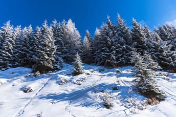 snow covered trees
