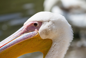 The white pelican (Pelecanus onocrotalus), also known as the eastern white pelican or rosy pelican, close-up