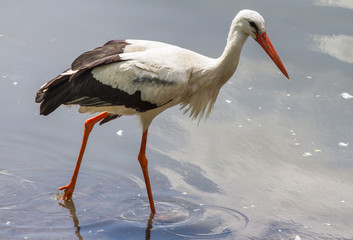 The white stork (Ciconia ciconia), that walks in shallow water, close-up