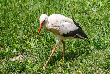 The white stork (Ciconia ciconia), that walks along the spring grass, close-up