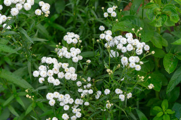 achillea ptarmica in the garden