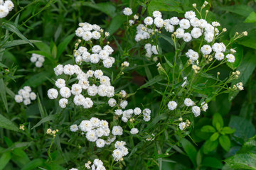 achillea ptarmica in the garden