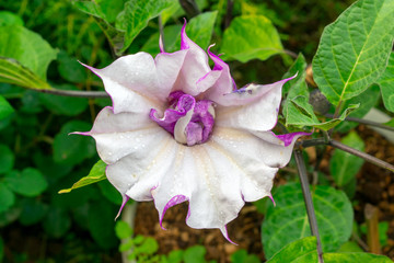 Datura indica flower macro