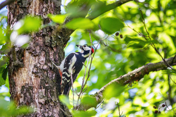 The great spotted woodpecker (Dendrocopos major), sitting on tree with prey in its beak