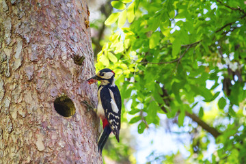 The great spotted woodpecker (Dendrocopos major), sitting on tree with prey in its beak