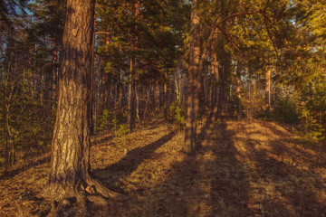 Beautiful pine forest in summer