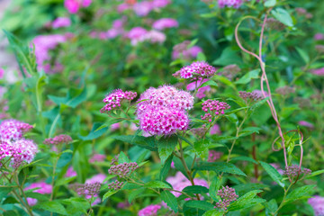 spirea japonica little princess in blossom