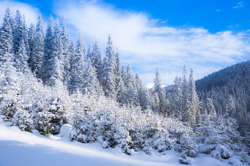 Winter in Carpathian Mountains