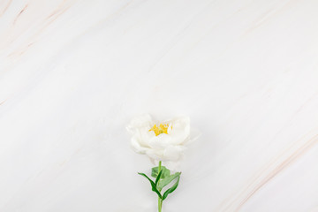White peony flowers on marble background