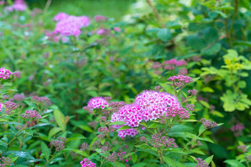 spirea japonica little princess in blossom