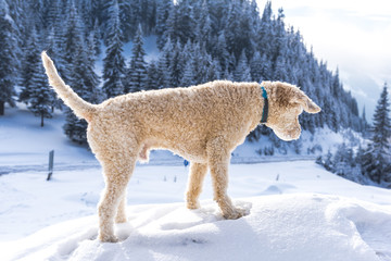 Cute dog