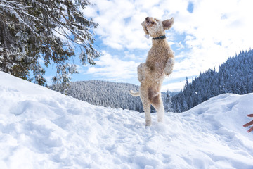 Fototapeta premium Cute dog playing on the snow