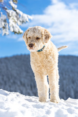 Cute dog playing on the snow