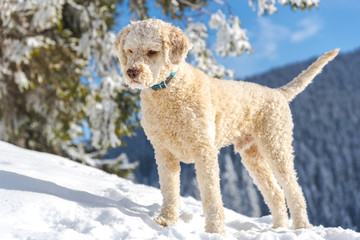Cute dog playing on the snow