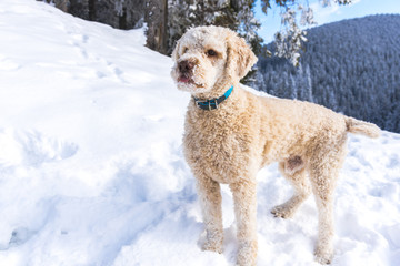 Dog playing in the snow