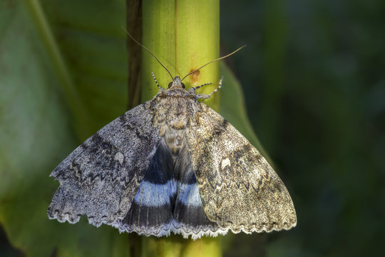 Clifden Nonpareil moth - Catocala fraxini, large moth from Central and Northern European forests and woodlands.