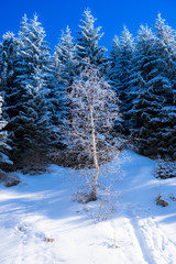 Winter snow trees