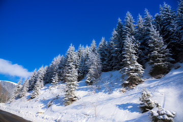 Winter snow trees