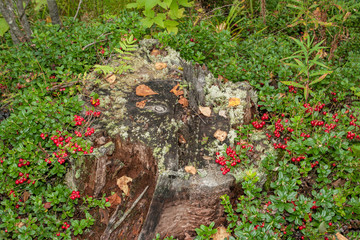 autumn Cranberries growing on an old mossy rotten stump. red Lingonberries in the forest glade