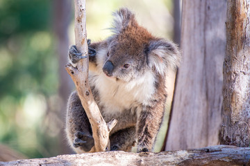 A cute koala in australia.