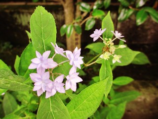 夕暮れあじさい