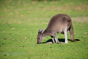 Naklejka na ściany i meble Kangaroo in National Park.