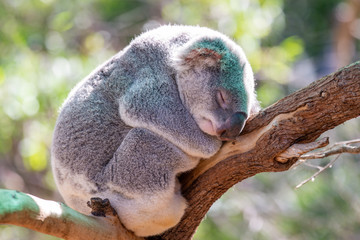 A cute koala in australia.