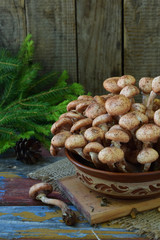 Fototapeta premium Wild forest mushrooms honey agarics on wooden background. Armillaria mellea. Couple honey gel Hallimasch fungus
