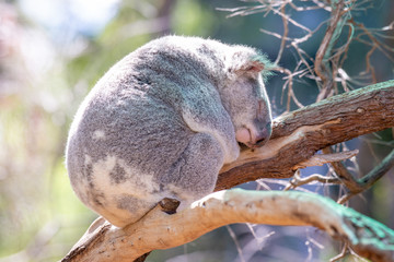 A cute koala in australia.
