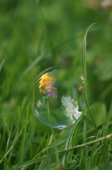 soap bubbles on the grass