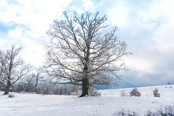 Fototapeta premium Fresh snow on the trees