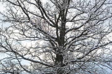 Fresh snow on the trees
