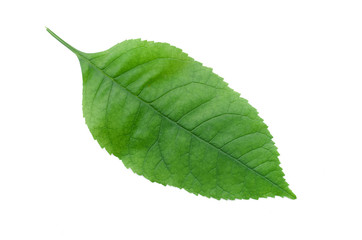 Fototapeta na wymiar Green leaves of tree isolated on white background.