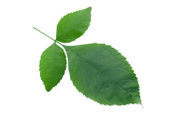 Green leaves of tree isolated on white background.