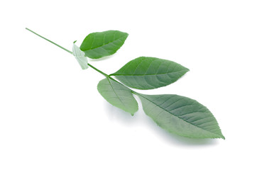 Obraz premium Green leaves of tree isolated on white background.