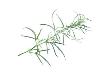 Green stem of plant isolated on white background.
