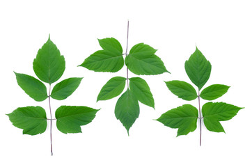 Maple green leaves isolated on white background.