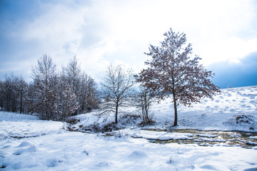 Snow trees in the winter