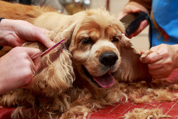 Grooming the hair of dog